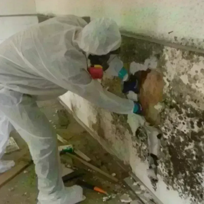 Mold Remediation and Removal in Santa Clara Pueblo, NM